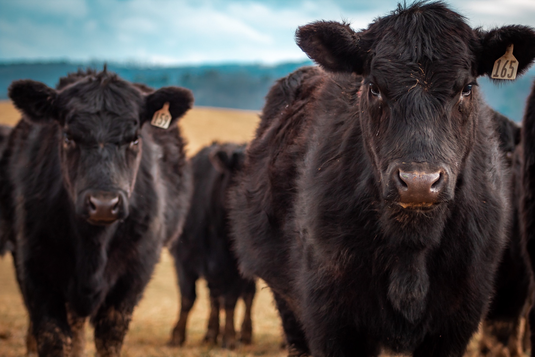 Curious cows in a Sierra Nevada pasture